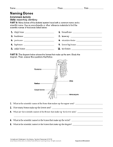Activity: Naming Bones