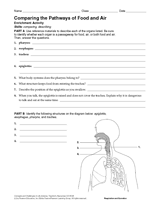 Comparing the Pathways of Food and Air Activity